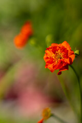 Kuklik szkarłatny (Geum Chiloense ‘MRS BRADSAW’ ), czerwone kwiaty wiosenne, zielone tło, wzór w kwiaty, tapeta kwiatowa