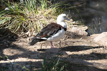 this is a side view of a radjah shelduck