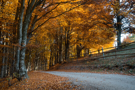 Forest Road During Autumn With Yellow And Orange Trees, Sun Shining In The Background. Wooden Fence