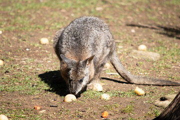 the red necked wallaby is eating vegetables