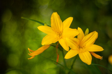 Liliowiec mniejszy (Hemerocallis minor), żółte kwiaty w ogrodzie wiosennym, jasne tło kwiatowe lub tapeta do projektu

 