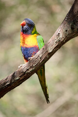 the rainbow lorikeet is perched on a branch