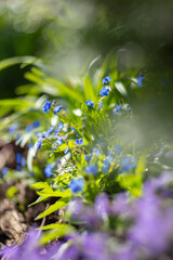 Ułudka wiosenna (Omphalodes verna), niebieskie kwiaty, sezon wiosenny w ogrodzie, zielone tło lub zielona tapeta © anettastar