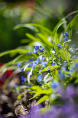 Ułudka wiosenna (Omphalodes verna), niebieskie kwiaty, sezon wiosenny w ogrodzie, zielone tło lub zielona tapeta © anettastar