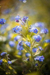 Niezapominajka błotna (Myosotis scorpioides L.), niebieskie kwiaty, sezon wiosenny w ogrodzie, jasne tło lub jasna tapeta