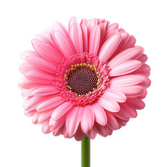 Beautiful pink gerber flower isolated on a transparent background, showcasing its delicate petals and vibrant color, pink gerber flower isolated on transparent background