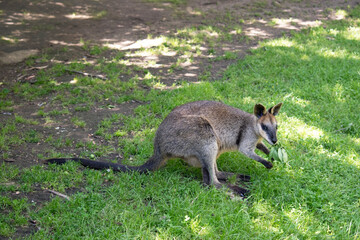 the swamp wallaby is eating a leaf
