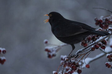 A male Common Blackbird (Turdus merula) also called Eurasian Blackbird or simply Blackbird.