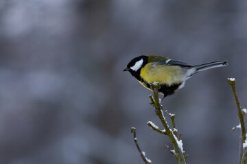Parus major and Eurasian blue tit - Cyanistes caeruleus, Snowy winter day in garden