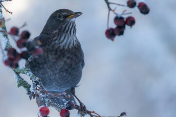 female of Common blackbird (Turdus merula)