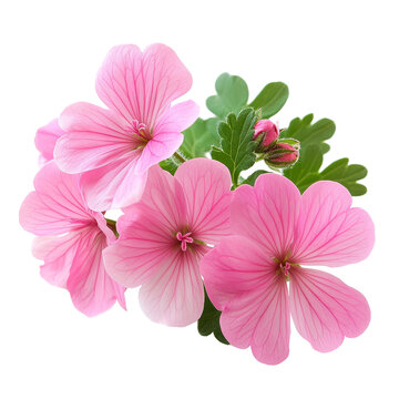 Delicate geranium flowers with soft pink petals and green foliage isolated on a transparent background, geranium flowers isolated on transparent background