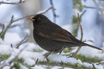 Common blackbird turdus merula young male standing on snow in winter.