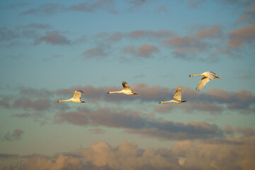 Four graceful swans soar through the sky