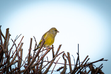 A vibrant European greenfinch perched delicately on a bush branch, set against a tranquil sky