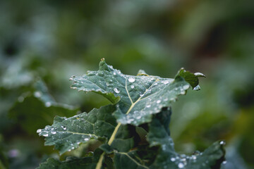 A vibrant kale salad leaf adorned with fresh dew drops, highlighting natural freshness and organic beauty