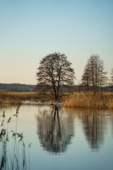 A picturesque tree on the riverbank casting a stunning reflection in the calm water