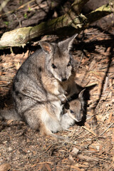the tammar wallaby has a joey in its pouch