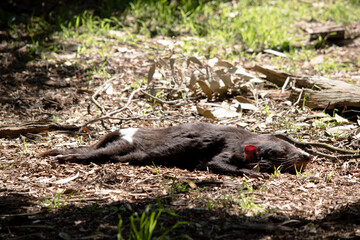 The Tasmanian devil is resting