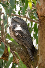 the tawny frogmouth is in a fork of the tree