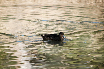 the female teal duck is swimmming in the lake