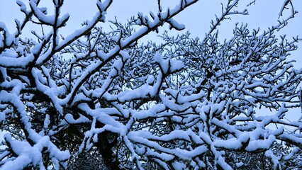 Snow-Covered Tree Branches