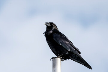 black raven bird on pole animal