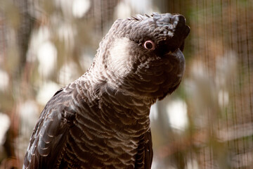 this is a close up of a white tailed black cockatoo