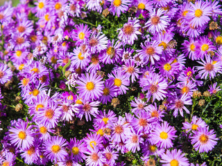 beautiful background of purple flowers close up