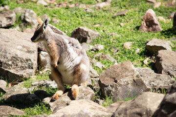 the yellow footed rock wallaby is climbing on rocks