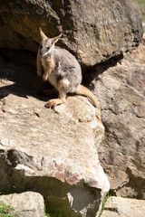 the yellow footed rock wallaby is climbing on rocks