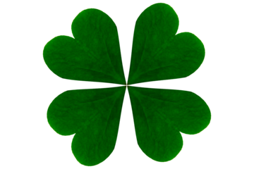 Four leaf clover isolated on transparent background