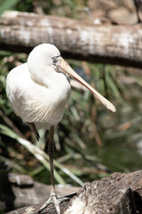 the yellow spoonbill is perched on a log on one leg