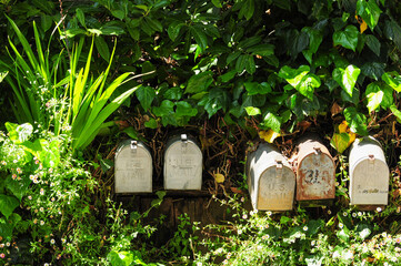 Rustic mailboxes amid lush greenery and wildflowers in peaceful setting