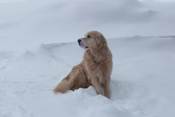 Obraz premium Golden Retriever on New Year's Eve on the city street.