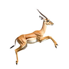 Gazelle leaps elegantly in the desert