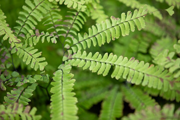 Ferns growing alongside a hiking trail in Ontario.