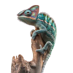 Fotobehang Colorful chameleon perched on a wooden branch © Maestro
