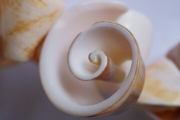 Fibonacci essence in nature; the spiral seen in section of a seashell