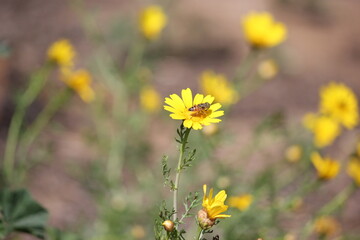 Close-up shot of a honey bee gathering nectar from a vibrant yellow Crown Daisy flower against a soft blurred background. 