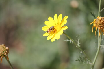 Close-up shot of a honey bee gathering nectar from a vibrant yellow Crown Daisy flower against a soft blurred background. 
