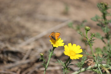 Close-up shot of beautiful orange spotted butterfly on a bright yellow Crown Daisy flower (Chrysanthemum coronarium) against soft blurred earthy background