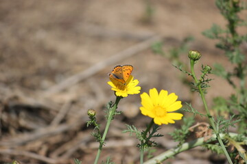 Close-up shot of beautiful orange spotted butterfly on a bright yellow Crown Daisy flower (Chrysanthemum coronarium) against soft blurred earthy background