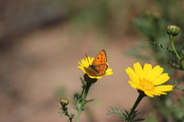 Close-up shot of beautiful orange spotted butterfly on a bright yellow Crown Daisy flower (Chrysanthemum coronarium) against soft blurred earthy background