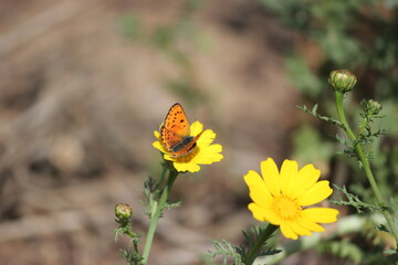 Close-up shot of beautiful orange spotted butterfly on a bright yellow Crown Daisy flower (Chrysanthemum coronarium) against soft blurred earthy background