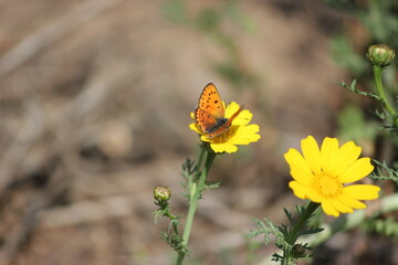 Close-up shot of beautiful orange spotted butterfly on a bright yellow Crown Daisy flower (Chrysanthemum coronarium) against soft blurred earthy background