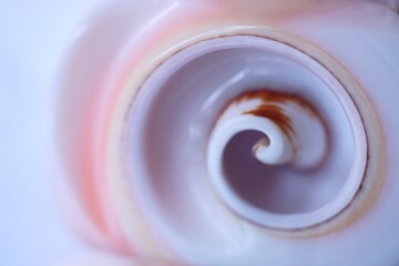 Fibonacci essence in nature; the spiral seen in section of a seashell
