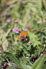 Orange butterfly with spotted wings resting on a purple clover flower, surrounded by lush green foliage and scattered purple blooms with a soft background blur