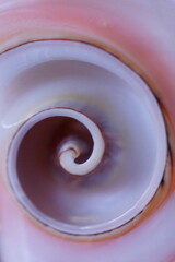 Fibonacci essence in nature; the spiral seen in section of a seashell