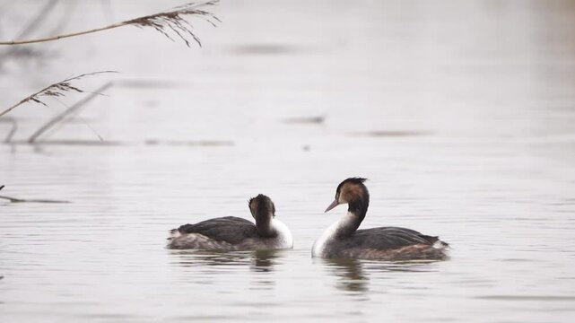 A pair of great crested grebes (Podiceps cristatus) preening their feathers in winter - slow motion