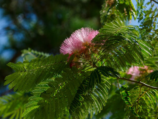 Albizia julibrissin ( lat. Albizia julibrissin ) is a species of tree of the genus Albizia of the...